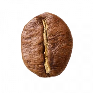 Robusta